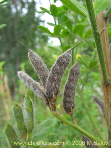 Image of Teline monspessulana (Retama / Lluvia de oro / Retamillo). Click to enlarge parts of image.